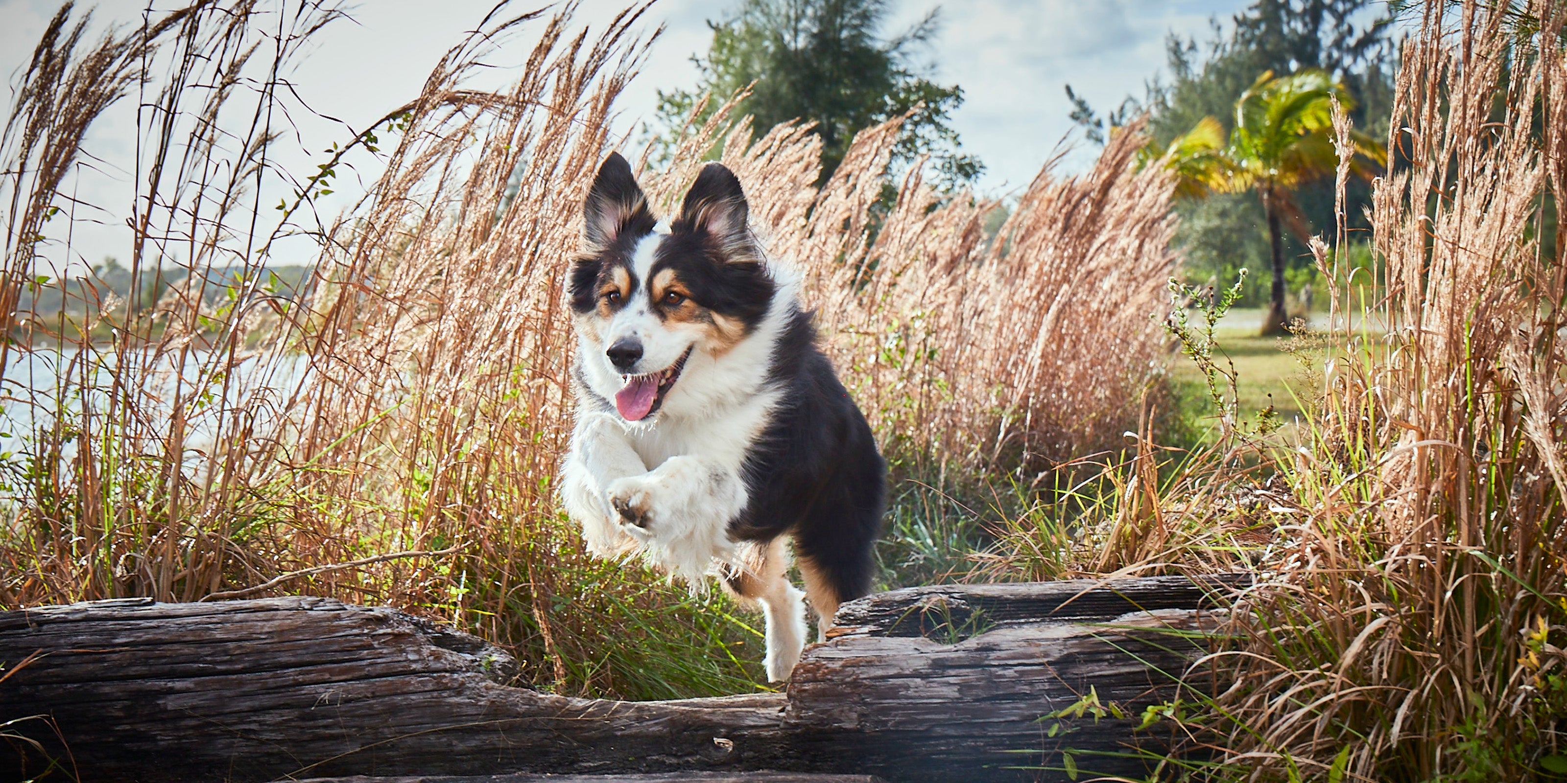 Best green lipped outlet mussel for dogs