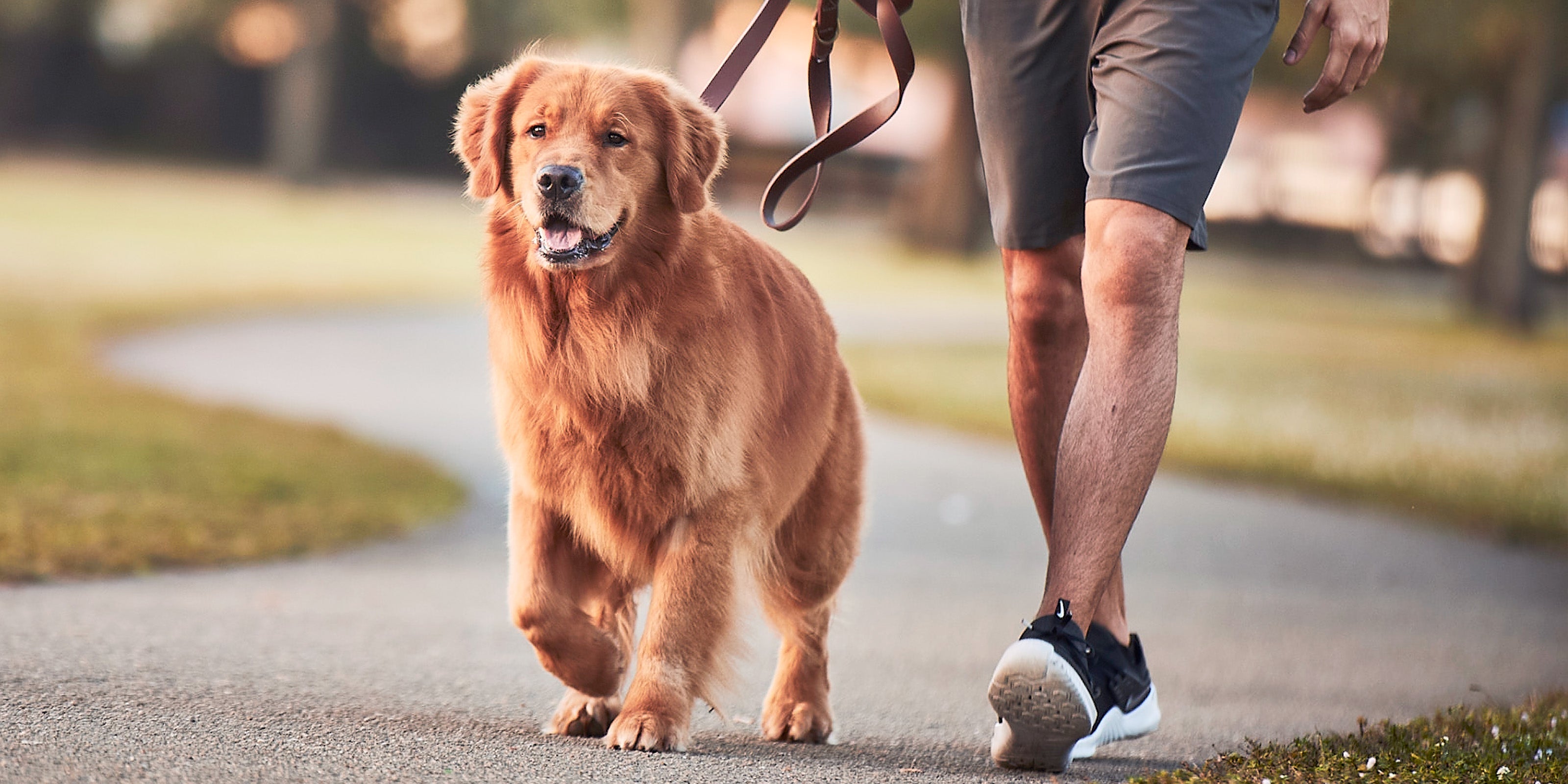 Coconut Oil for Dogs