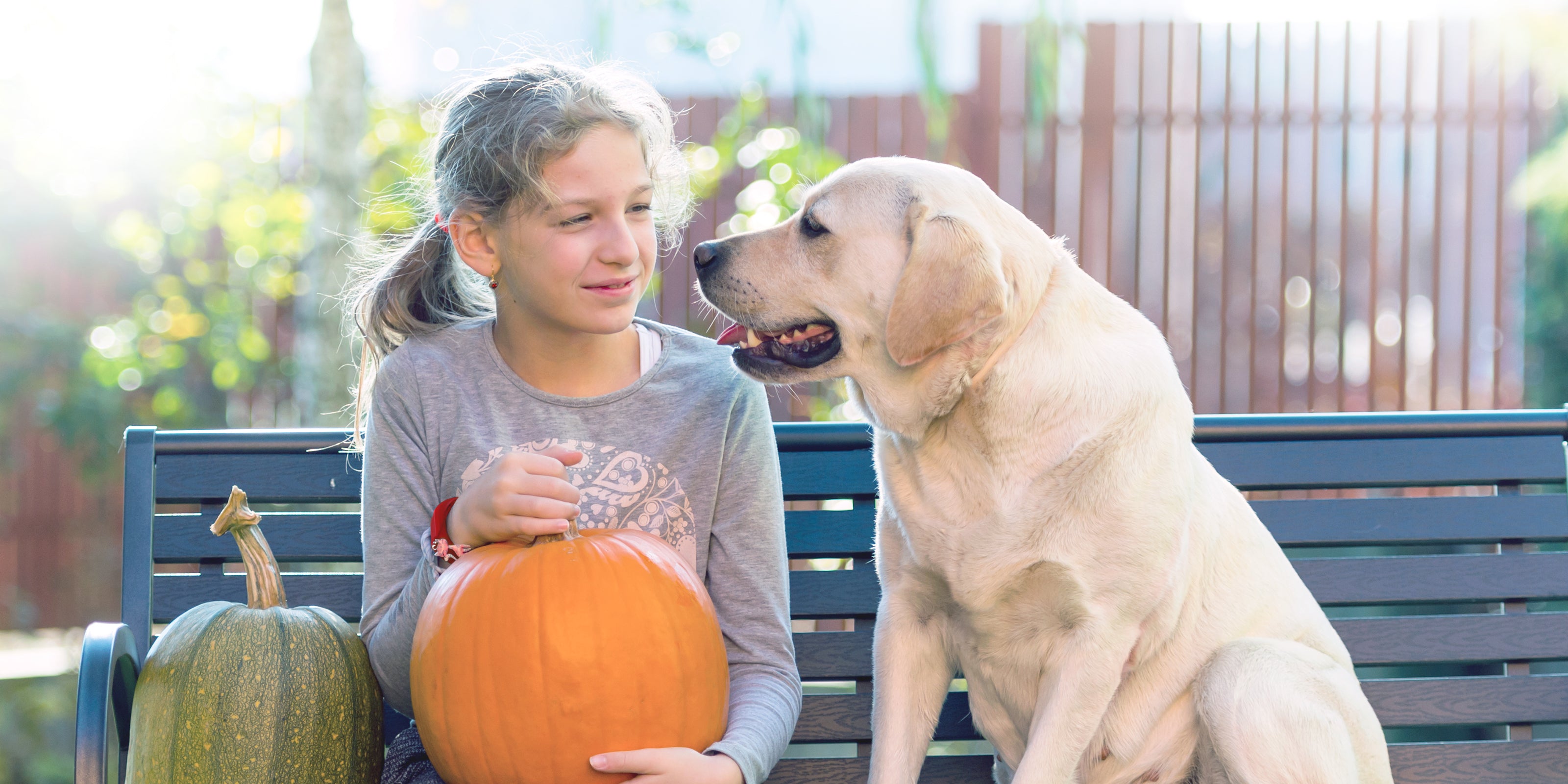 Does pumpkin store help dogs digestion