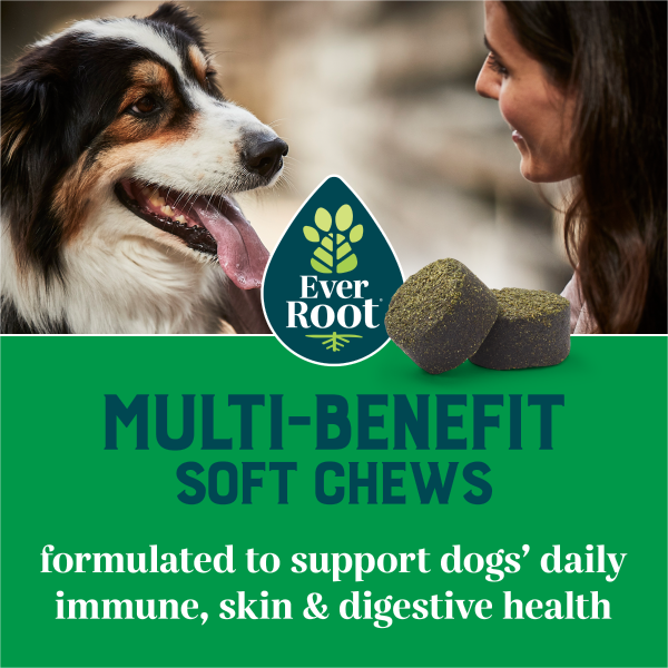 Multi-Benefit Soft Chews for Dogs, 60ct | EverRoot