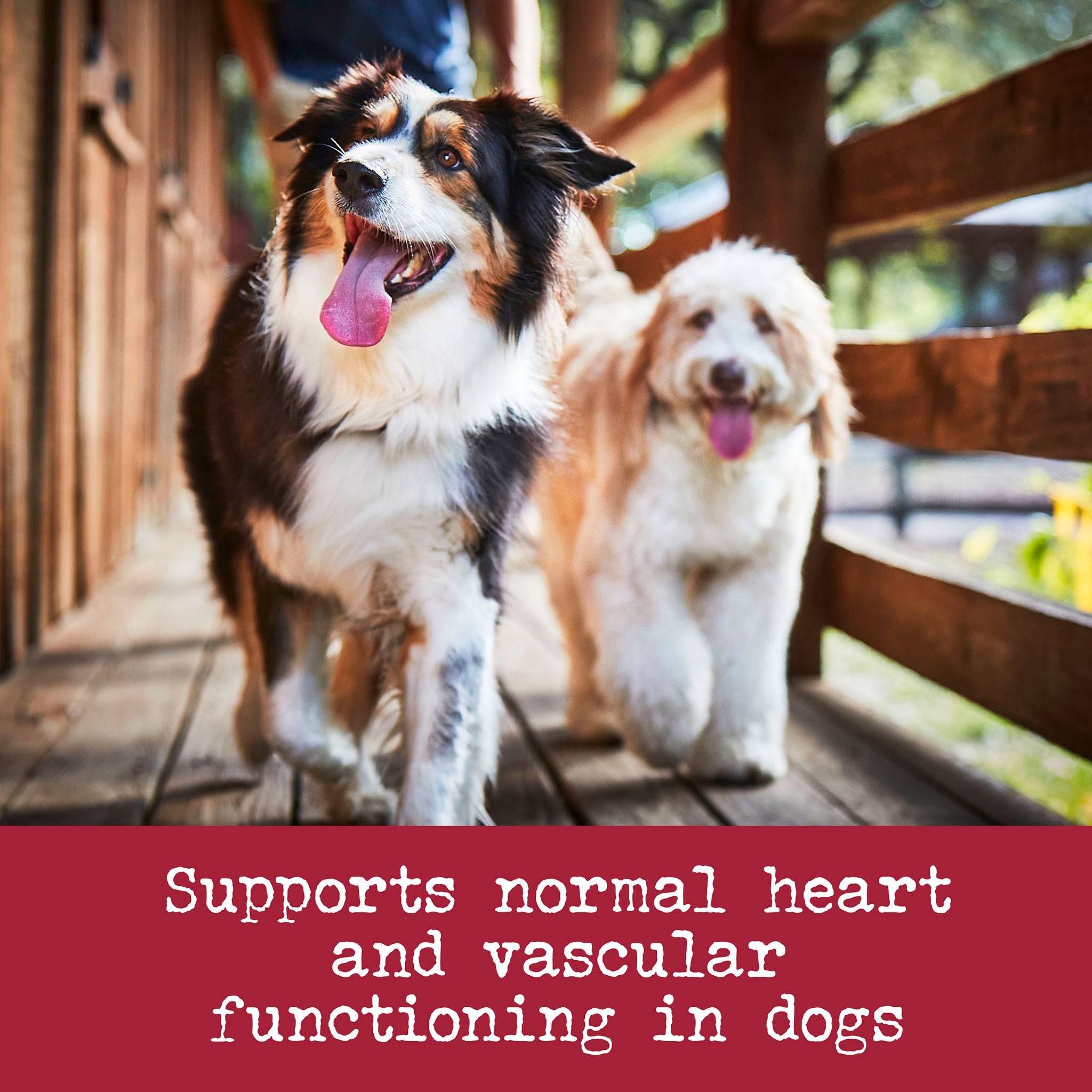 Dog heart health outlet supplements